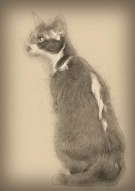 Rear view of an Oriental S