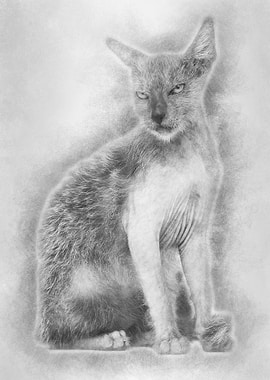 Kitten Lykoi cat 3 months