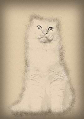 Portrait of Birman cat sit