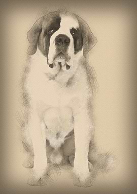 Saint Bernard 4 years old