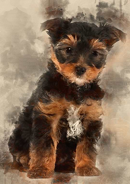 Yorkshire Terrier puppy 7