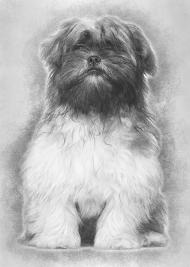 Lhasa apso sitting against