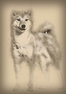 Shiba Inu standing against