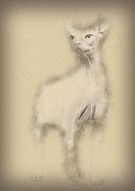 Sphynx 4 years old against