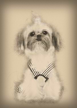 Shih Tzu sitting against w