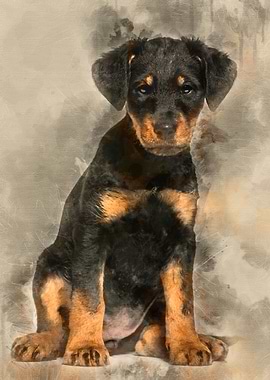 Mixedbreed dog 2 months