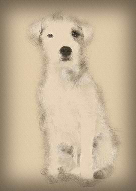 Parson Russell Terrier sit