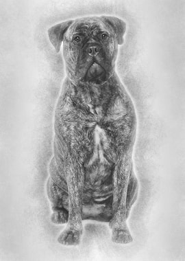 Bullmastiff dog 18 months