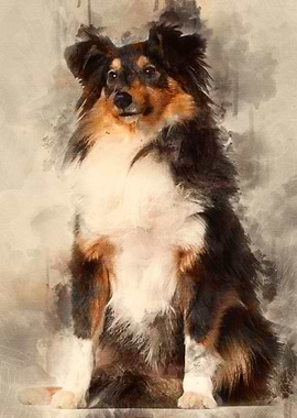 Shetland Sheepdog 1 year o