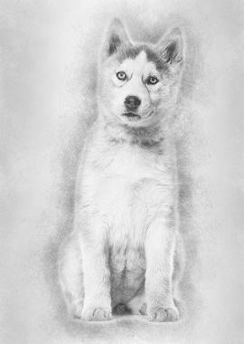 Husky dog 2 months old sit