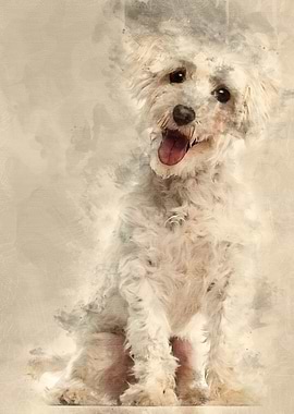 Maltese dog 3 years old si