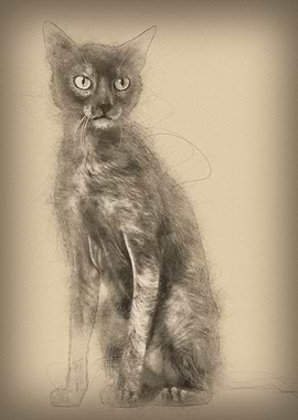 Lykoi cat also called the
