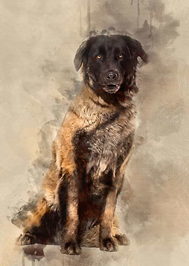 Estrela Mountain Dog 5 yea