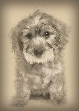 Mixedbreed dog puppy 3 mon