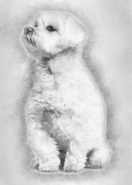 Maltese dog sitting agains