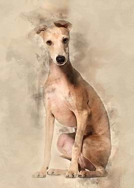 Italian Greyhound puppy 4