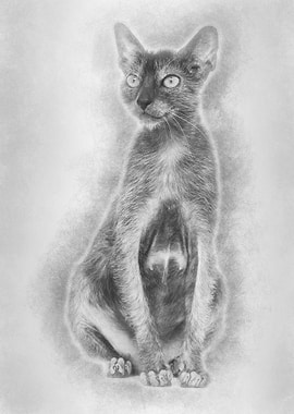 Lykoi cat also called the