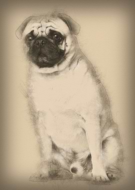 Pug 3 years old sitting ag