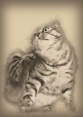 Kurilian Bobtail cat 1 yea