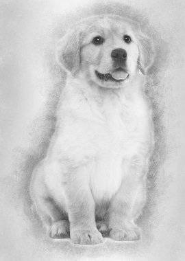 Golden Retriever puppy 2 m