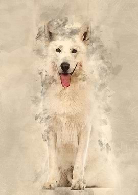 Swiss Shepherd dog 5 years