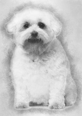 Maltese with tongue out 5