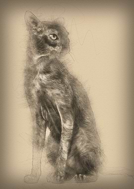 Lykoi cat also called the