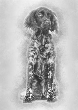 Munsterlander dog 9 month