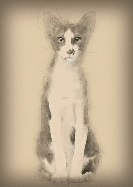 Oriental Shorthair sitting