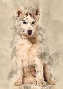 Husky dog 2 months old sit