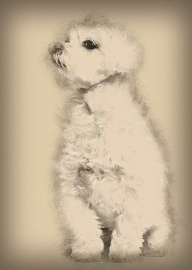 Maltese dog sitting agains