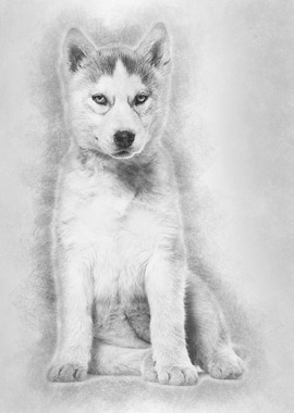 Husky dog 2 months old sit