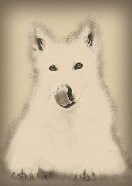 Swiss Shepherd dog 5 years