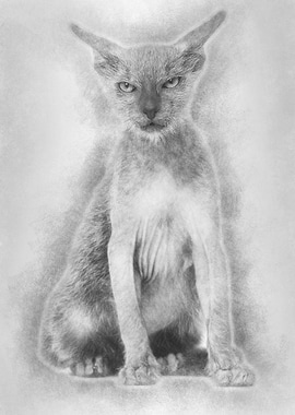 Kitten Lykoi cat 3 months