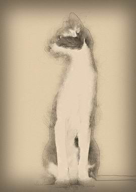 Oriental Shorthair sitting