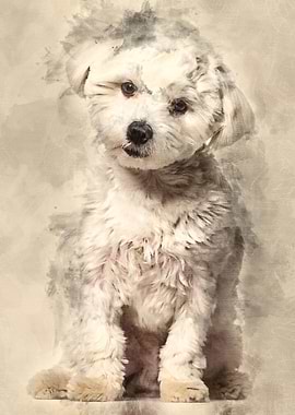 Maltese dog 11 months old