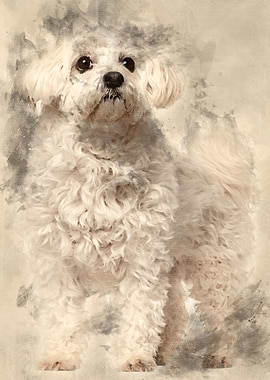 Maltese 11 years old stand