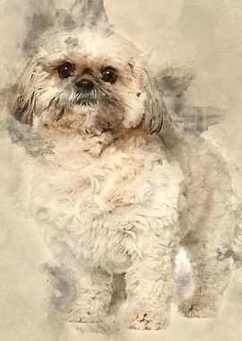 Shih Tzu 3 and a half year