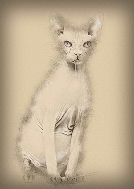 Sphynx 4 years old against