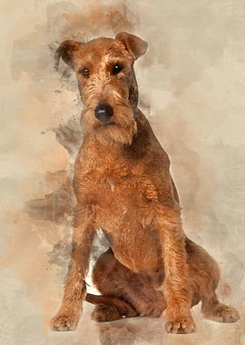 Irish Terrier 2 years old