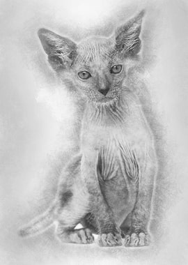 Kitten Lykoi cat 7 weeks o