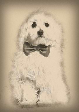 Maltese in bow tie against