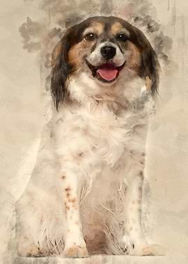 Papillon 7 years old sitti