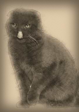 Scottish Fold cat 1 year o