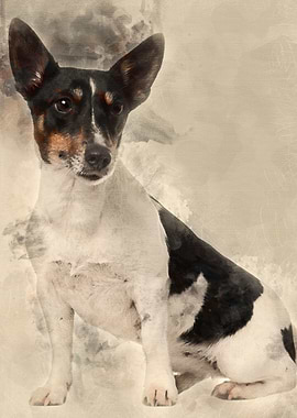 Jack Russell Terrier 5 yea