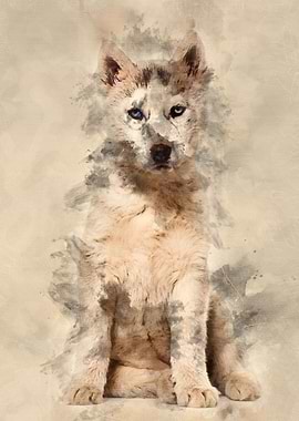 Husky dog 2 months old sit