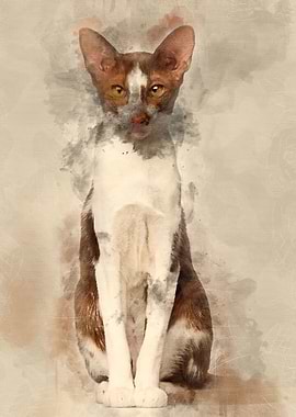 Oriental Shorthair sitting