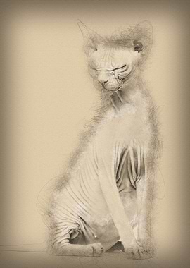 Sphynx 4 years old against