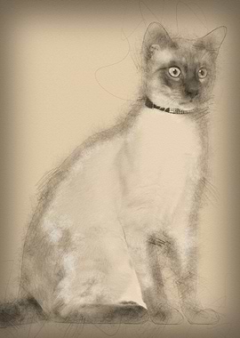 Siamese cat 8 months old s