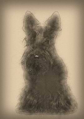 West Highland White Terrie